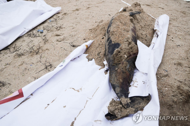 러시아 유조선 기름 유출 이후 발견된 돌고래 사체