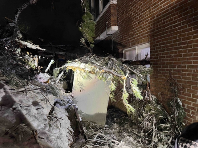 폭설에 쓰러진 나무