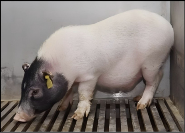 장기 이식용 유전자 조작 '바마 미니 돼지'