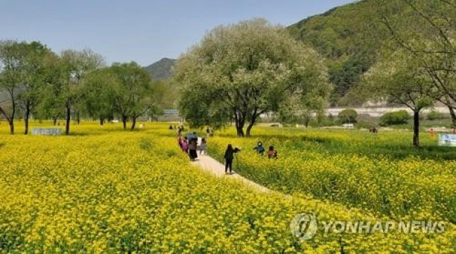 2년 전 금강둔치 유채꽃밭 모습 