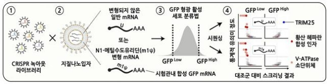 크리스퍼 녹아웃 스크리닝 개념도