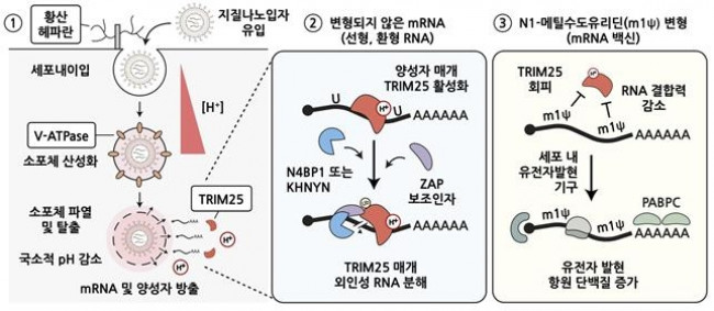mRNA 백신의 주요 세포 조절 경로와 N1-메틸수도유리딘 변형 염기 효과의 분자 기전