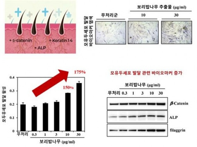 보리밥나무 추출물 투여 세포 실험 