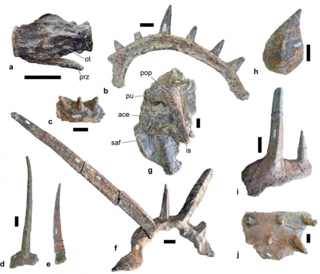 모로코서 발견된 갑옷공룡 스피코멜루스 아페르의 화석들 