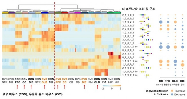 정상 쥐와 스트레스 쥐의 뇌 당쇄화 변화 